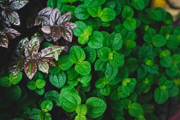 Green and brown plants in natural garden for good health as background and texture.