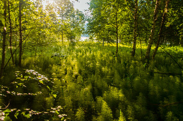 birch trees in dense thickets of fern.