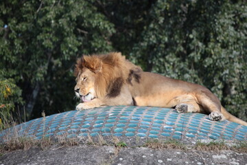 A lion resting on a wooden dome