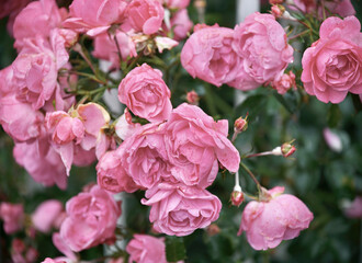 Weilende Rosen in einem Garten