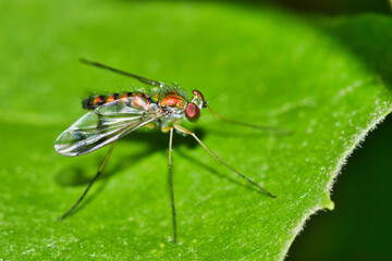 Long Legged fly resting on a green leaf in Houston, TX macro image. Beneficial insect that is a predatory species found worldwide.