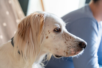 English setter breed dog with white hazel hair and eyes sitting on a sofa next to his owner