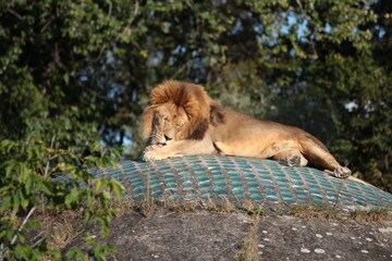 A lion resting on a wooden dome