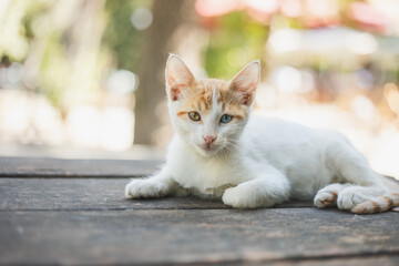 stray cat with two color eyes