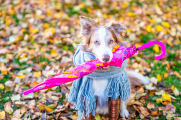 Border collie dog wearing warm scarf holds an umbrella in it mouth and stands at autumn park