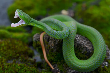 Popeia Barati Green Pit Viper Snake