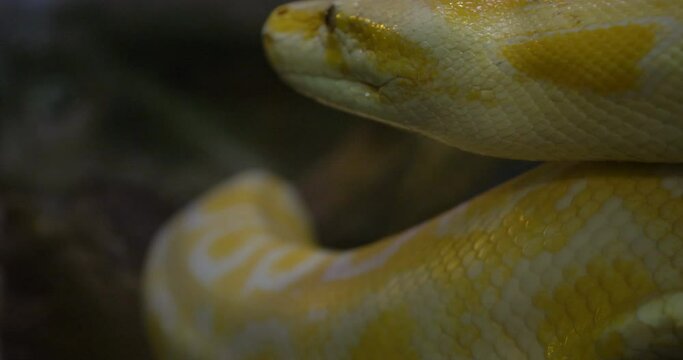 Close up profile of a pythons crawling on rocks, Yellow Reticulated python.
