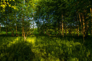 Obraz premium birch trees in dense thickets of fern.