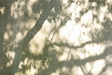 大きい石の表面の木漏れ日