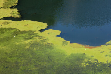 異常に発生した池の水面の藻とゴミ