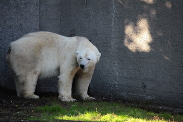 A polar bear on a background of a gray wall