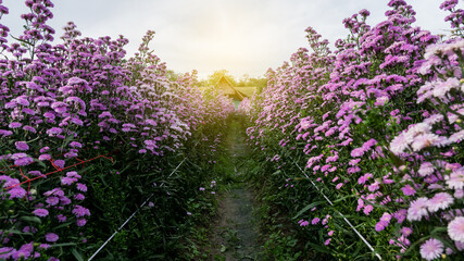 Obraz premium A beautiful purple margaret garden in the garden with evening sun