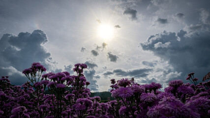 Fototapeta na wymiar Beautiful purple Margaret garden in garden and clouds with the sun shining evening.