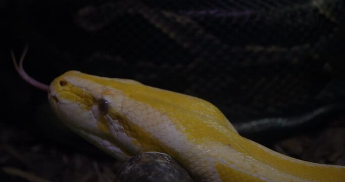 Close up profile of a pythons crawling on rocks, Yellow Reticulated python.