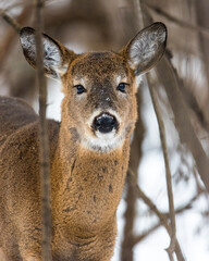Wild Deer