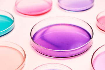 Petri dish with colorful liquid or media for bacterial colonies in biomedical analysis. Grafting bacteria in the petri dishes