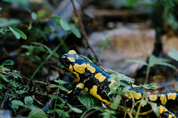 Adult fire salamander, salamandra salamandra, lying on green moss and fungi in Slovak nature. Vivid green wildlife scenery with a amphibian creature resting.