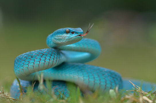 Blue Insularis Pit Viper