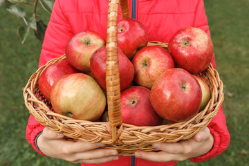 Red apples in a basket in the hands of a girl