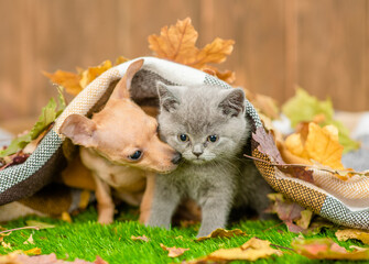 Toy terrier puppy kisses a kitten under warm plaid in cold autumn weather