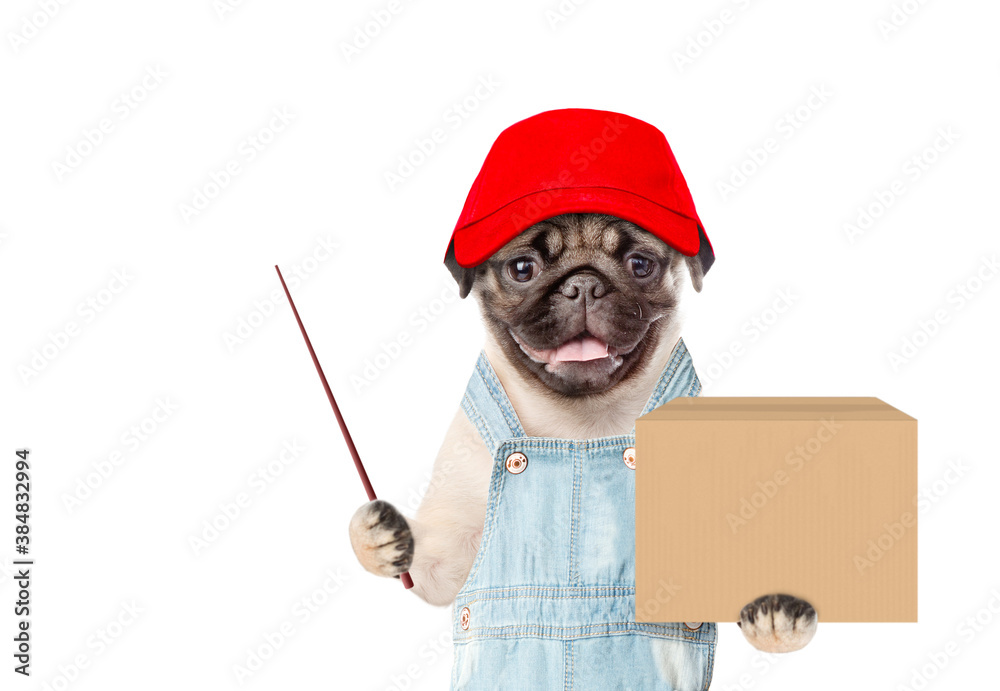 Poster Pug puppy wearing a red cap  and overalls holds big box and points away on empty space. Delivery concept. Isolated on white background
