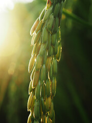 rice filed and sunset light outside on farm 