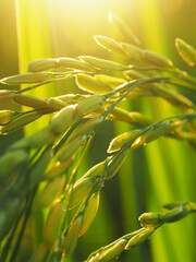rice filed and sunset light outside on farm 
