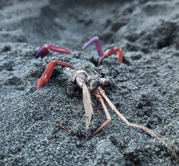 crab on the beach