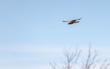 Hunting Marsh harrier