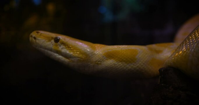 Close up profile of a pythons crawling on rocks, Yellow Reticulated python.
