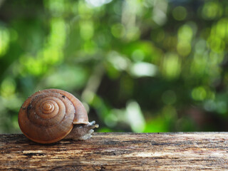 snail slow walk on wood and green background