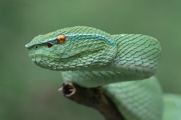 Green Pit Viper