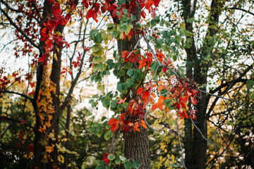 red tree in autumn
