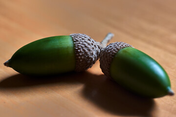 Two green acorns, with their shell, on a wooden table