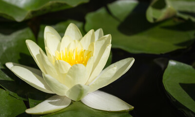 Close-up of a beautiful Lotus on a pond in the Park
