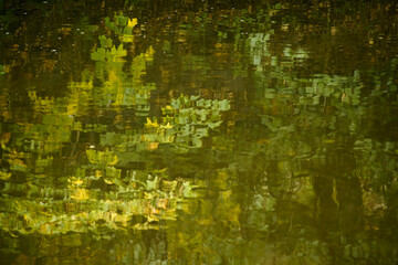 Spiegelung von Blättern im Wasser