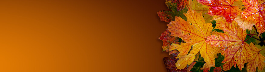 Banner with a pile of wet colorful maple tree leaves in Autumn bright colors at gradient background with copy space for text, details, closeup.
