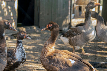 Muscovy ducks in the village backyard, free breeding of muscovy ducks in the village. Free-range poultry concept.