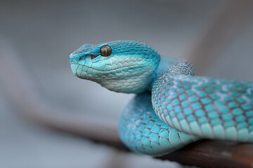 Blue Insularis Pit Viper