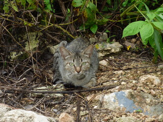 Un gato salvaje