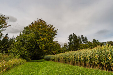 Wonderful, sunny autumn hike in Upper Swabia near Wilhelmsdorf near Lake Constance