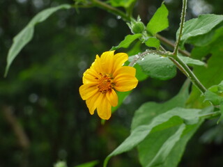 La florecita amarilla 