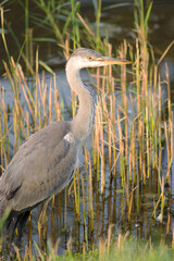 Heron in its green natural environment