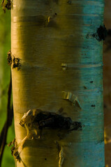 birch trunk in the early warm morning