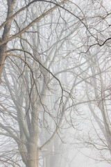Foggy landscape. Field in morning october mist.
