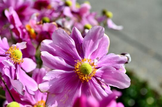 pink Herbstanemone im Sonnenlicht 
