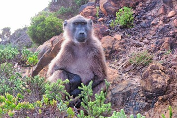 baboon looks ahead