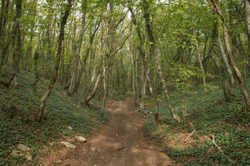 
dirt road in green forest