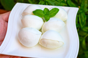 Fresh soft white italian cheese mozzarella buffalo made from Italian buffalo's milk by pasta filata method