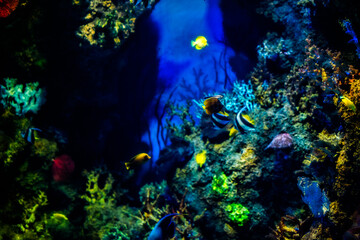 Fototapeta na wymiar multicolored fish in the aquarium